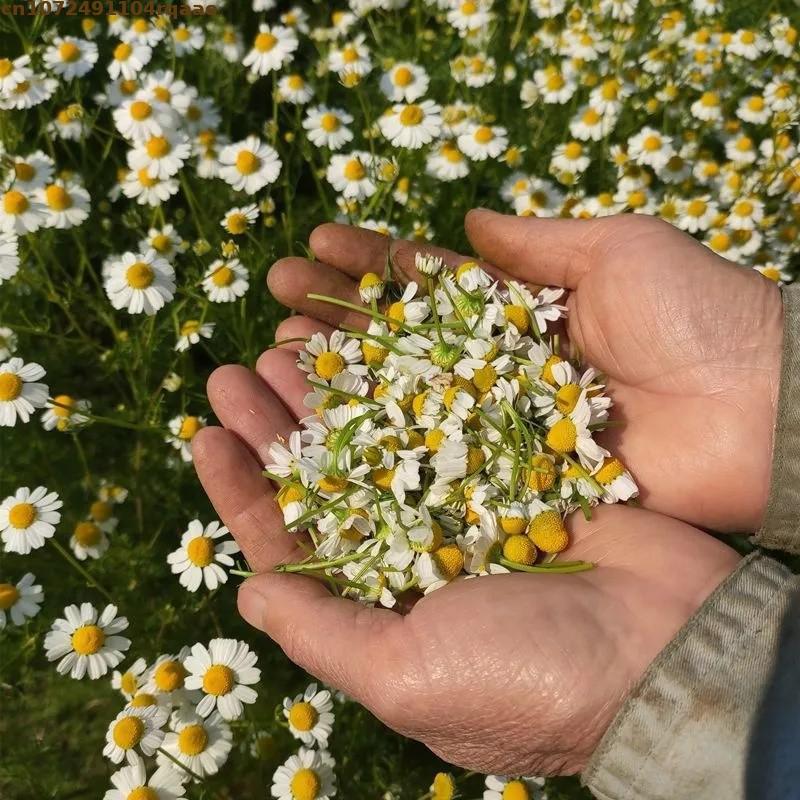 Premium Natural Dried Chamomil - Chamomile Tea 评论和价格