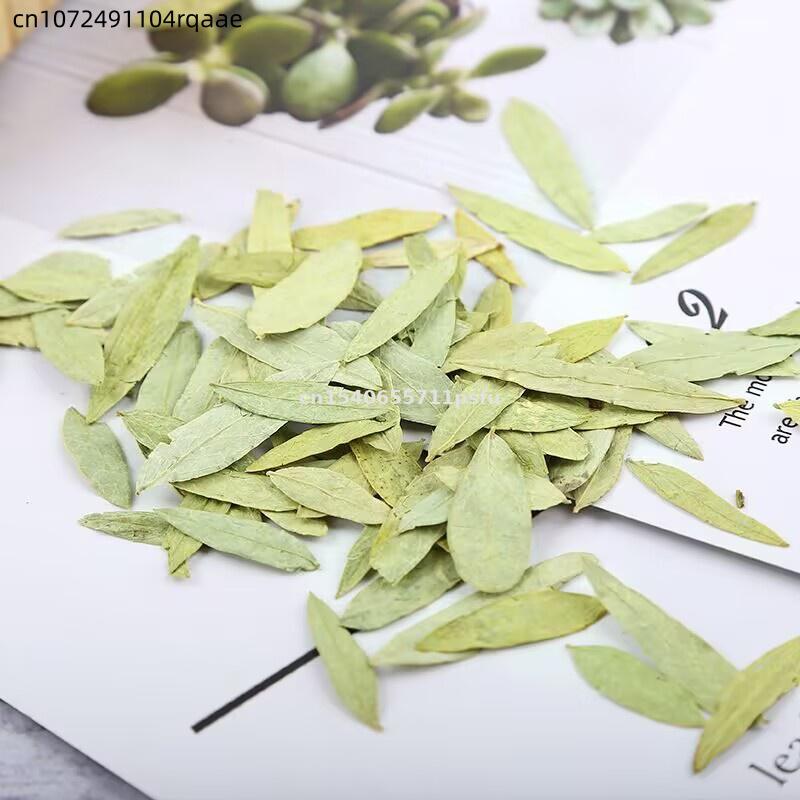 Premium Organic Senna Leaves & - Dried Herbs 评论和价格